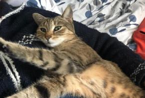 Alerte Disparition Chat croisement Femelle , 5 ans Bagnoles de l'Orne Normandie France