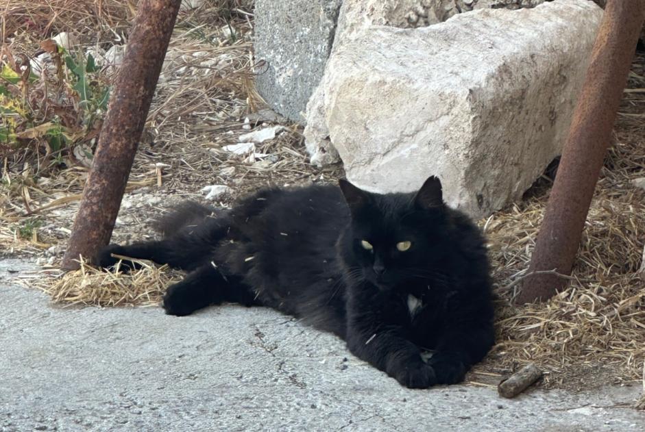 Alerte Disparition Chat Mâle , 9 ans Jarnac France