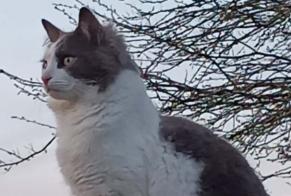 Alerte Disparition Chat  Mâle , 2 ans Commana France