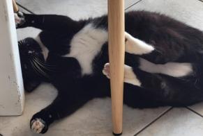 Alerte Disparition Chat Mâle , 9 ans Sausset-les-Pins France