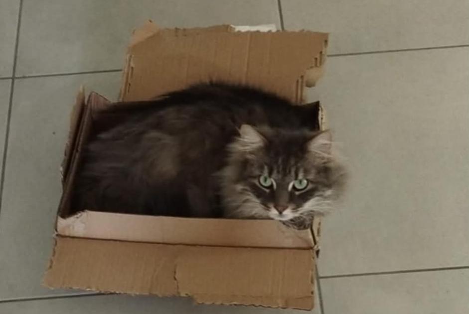 Alerte Disparition Chat  Mâle , 3 ans Vourles France