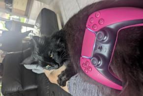Alerte Disparition Chat  Mâle , 6 ans Douvaine France