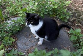 Alerte Disparition Chat  Mâle , 3 ans Scionzier France