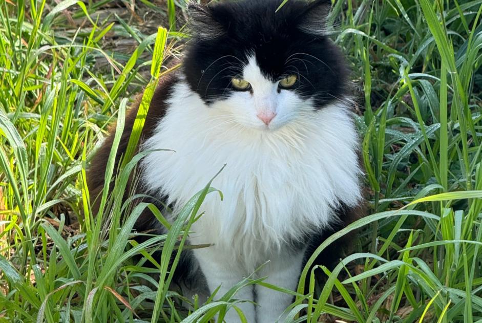 Alerte Disparition Chat croisement Mâle , 5 ans Aigrefeuille France