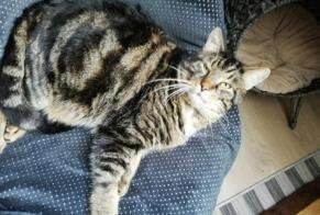 Alerte Disparition Chat croisement Mâle , 13 ans Aix-Noulette France