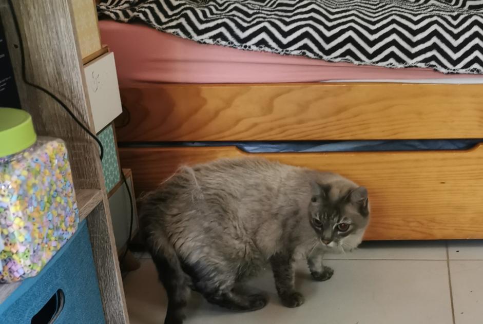 Alerte Découverte Chat Femelle Orée d'Anjou France