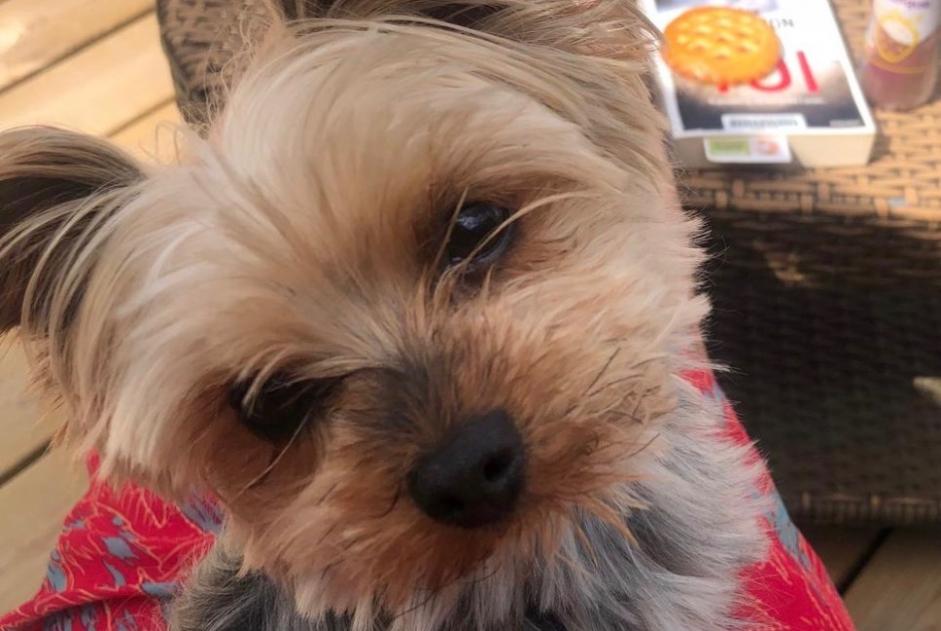 Alerte Disparition Chien  Femelle , 6 ans Pleslin-Trigavou France