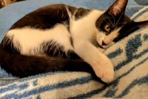 Alerte Disparition Chat  Femelle , 2 ans Fresnoy-en-Gohelle France
