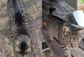 Alerte Disparition Chat Mâle , 8 ans Talence France