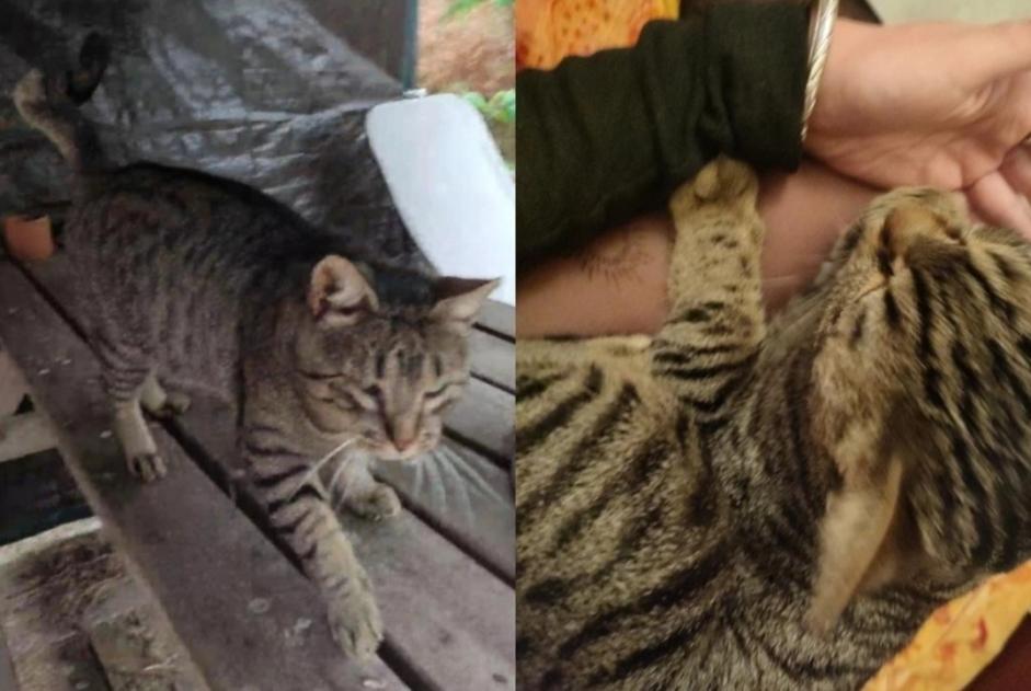 Alerte Disparition Chat Mâle , 8 ans Talence France