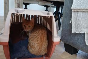 Alerte Disparition Chat Femelle , 1 ans Annecy France