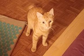 Alerte Disparition Chat Femelle , 1 ans Annecy France