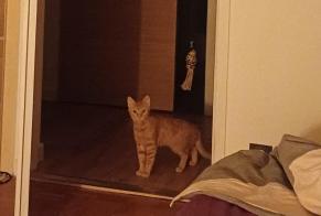 Alerte Disparition Chat Femelle , 1 ans Annecy France