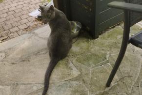 Alerte Disparition Chat  Mâle , 13 ans Juvisy-sur-Orge France