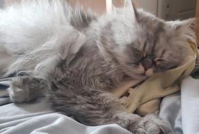 Alerte Disparition Chat croisement Mâle , 6 ans Fontaine France