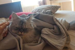 Alerte Disparition Chat croisement Mâle , 6 ans Fontaine France
