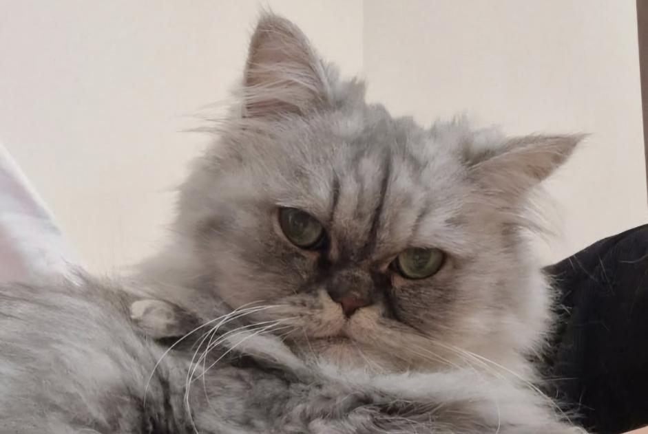Alerte Disparition Chat croisement Mâle , 6 ans Fontaine France