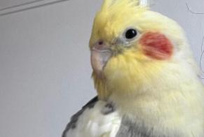 Alerte Disparition Oiseau Mâle , 2026 ans Paris France
