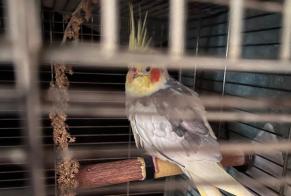 Alerte Disparition Oiseau Mâle , 2026 ans Paris France