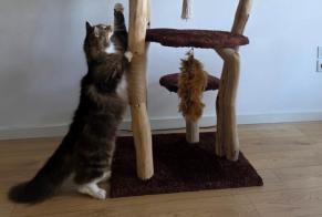 Alerte Disparition Chat  Mâle , 5 ans Bruges France