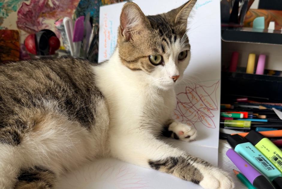 Alerte Disparition Chat  Femelle , 1 ans Meulan-en-Yvelines France