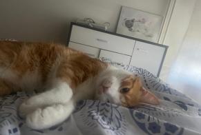 Alerte Disparition Chat Mâle , 4 ans Thonon-les-Bains France