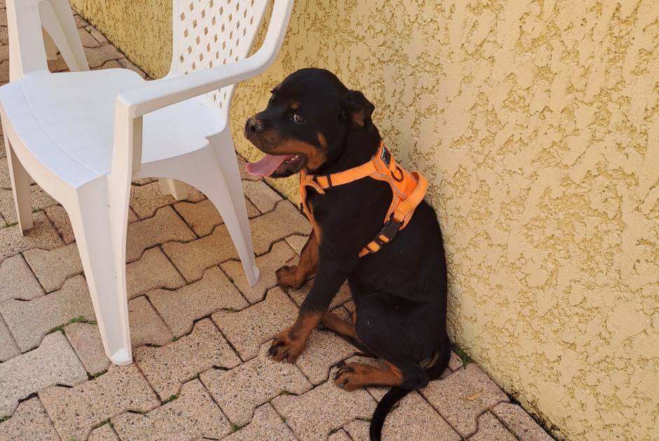 Alerte Découverte Chien  Mâle Charnay-lès-Mâcon France