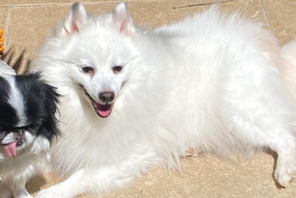 Alerte Disparition Chien  Femelle , 7 ans Sauvian France