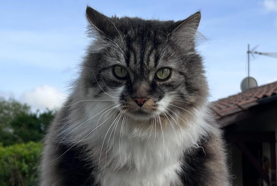 Alerte Disparition Chat Mâle , 9 ans Saint-Denis-de-Pile France