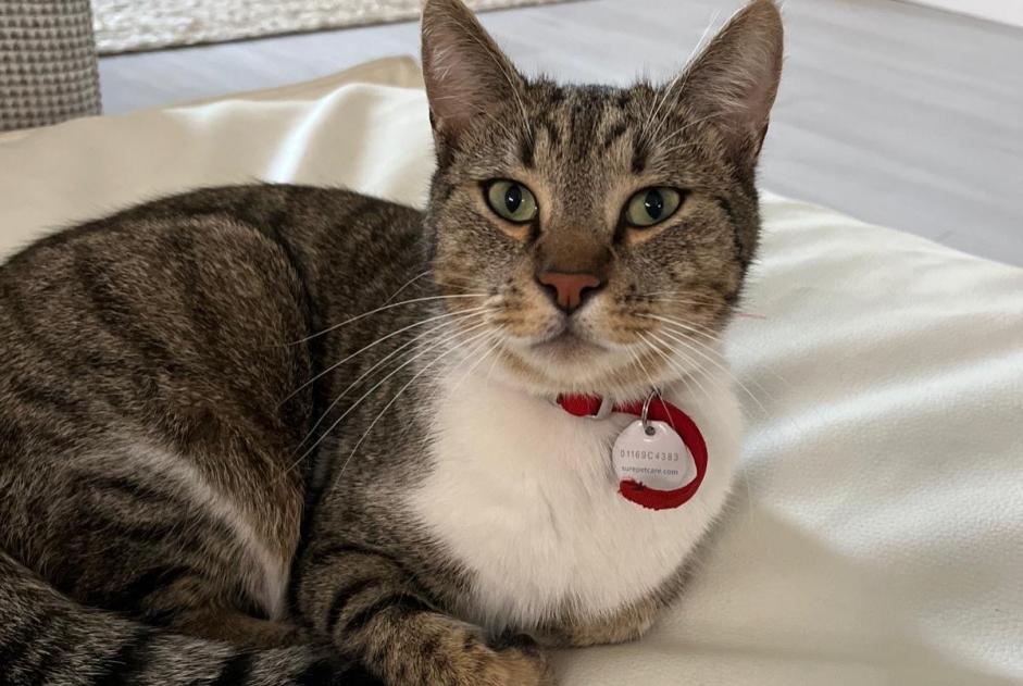 Alerte Disparition Chat  Mâle , 3 ans Biot France