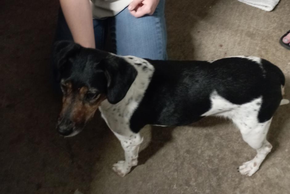 Alerte Découverte Chien croisement Femelle Houssay France