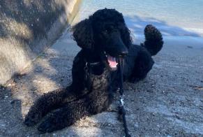 Alerte Disparition Chien  Mâle , 2026 ans Corsier Switzerland
