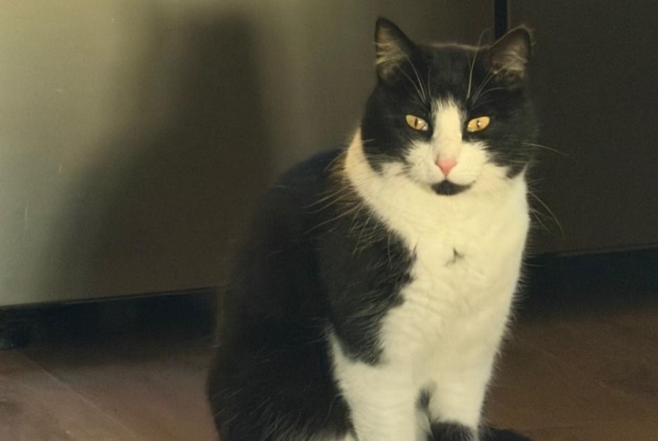 Alerte Disparition Chat Mâle , 6 ans Thiberville France