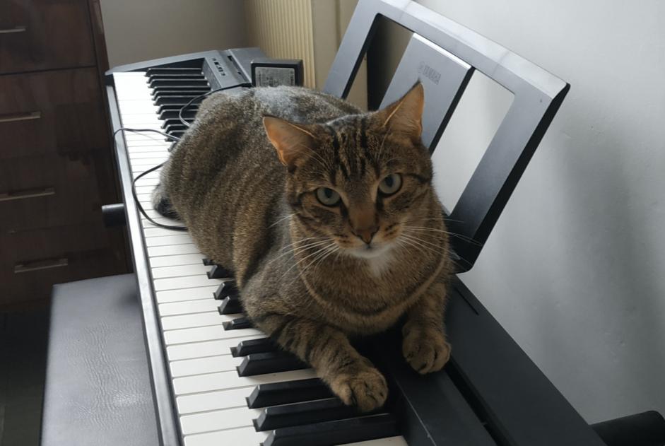 Alerte Disparition Chat croisement Mâle , 9 ans Bois-de-Céné France