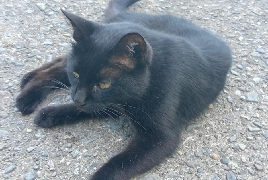 Alerte Découverte Chat Inconnu Gazost France