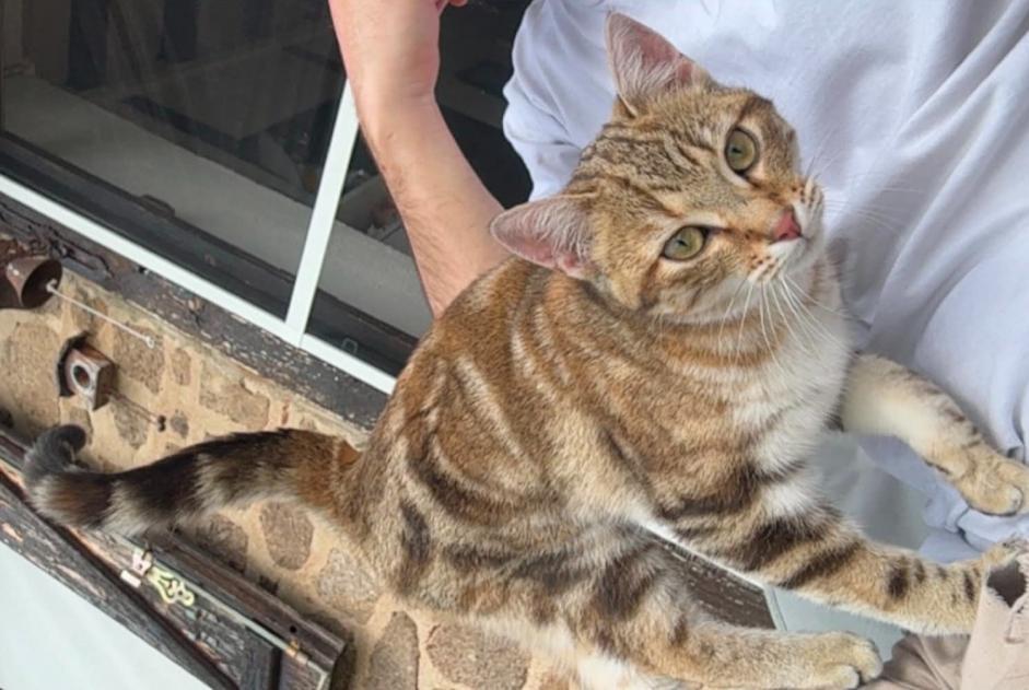 Alerte Disparition Chat Femelle , 1 ans Saint-Clément-les-Places France