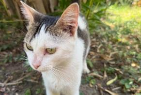 Alerte Découverte Chat Mâle Bon-Encontre France