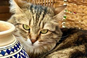 Alerte Disparition Chat croisement Femelle , 4 ans Villeneuve-la-Garenne France
