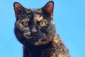 Alerte Disparition Chat Femelle , 6 ans Nîmes France