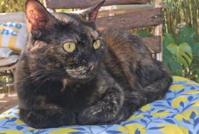 Alerte Disparition Chat Femelle , 6 ans Nîmes France