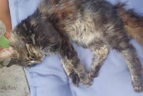 Alerte Découverte Chat  Inconnu , 2 ans Sylvains-Lès-Moulins France