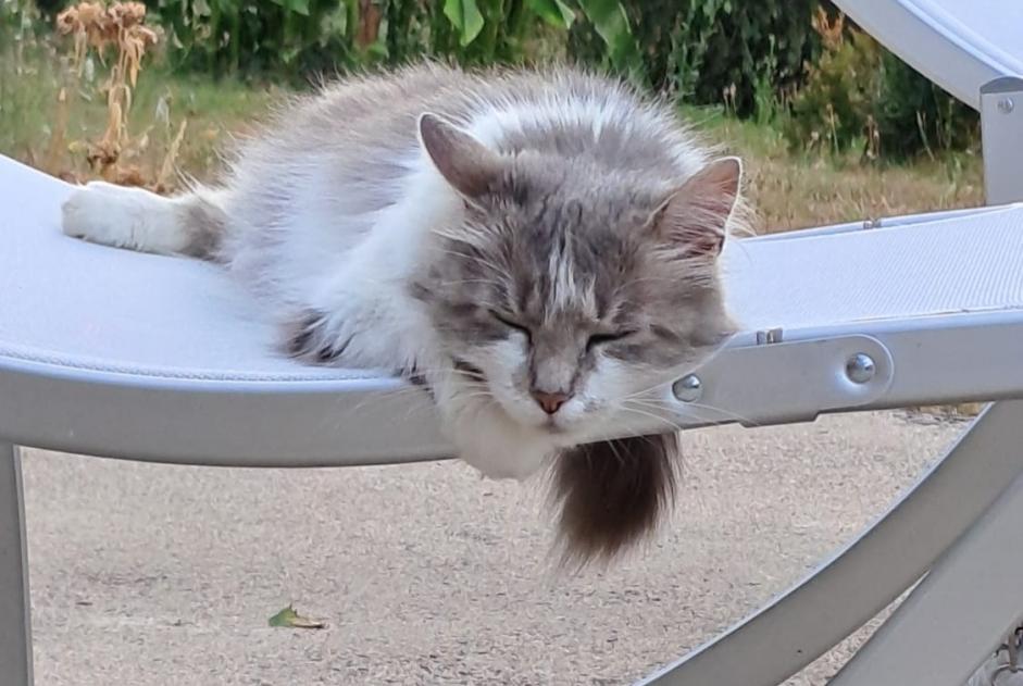 Alerte Disparition Chat  Femelle , 9 ans Meilhac France