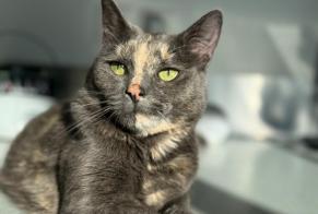 Alerte Disparition Chat Femelle , 3 ans Houtkerque France