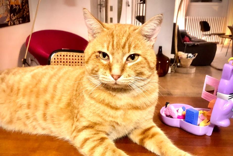 Alerte Disparition Chat  Mâle , 9 ans Toulouse France