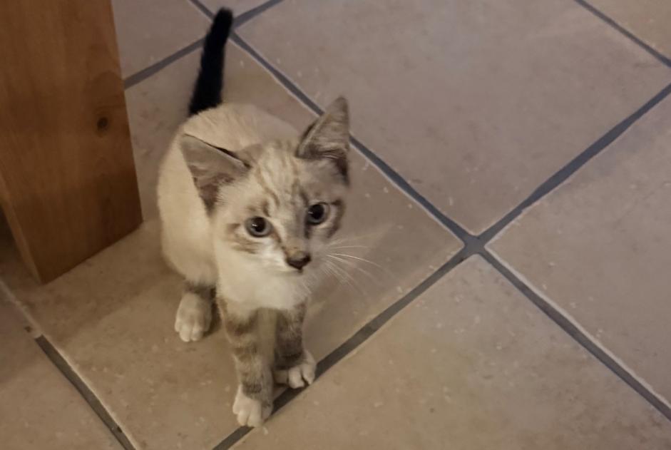 Alerte Découverte Chat Femelle Aléria France