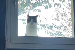 Alerte Disparition Chat Mâle , 6 ans Feuguerolles-Bully France