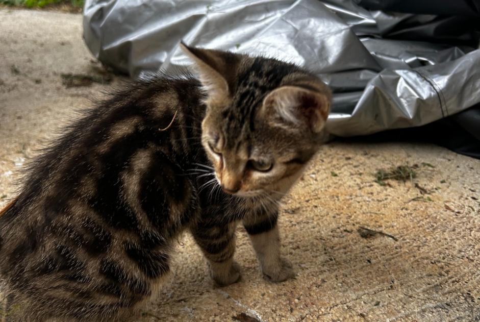 Alerte Découverte Chat Femelle Maraye-en-Othe France