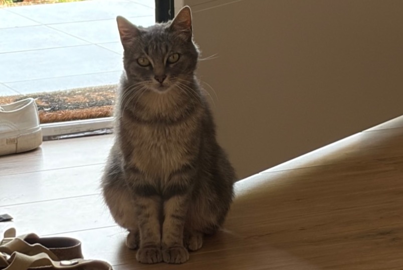Alerte Découverte Chat Mâle Chasselay France
