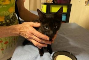 Alerte Découverte Chat  Inconnu Obernai France