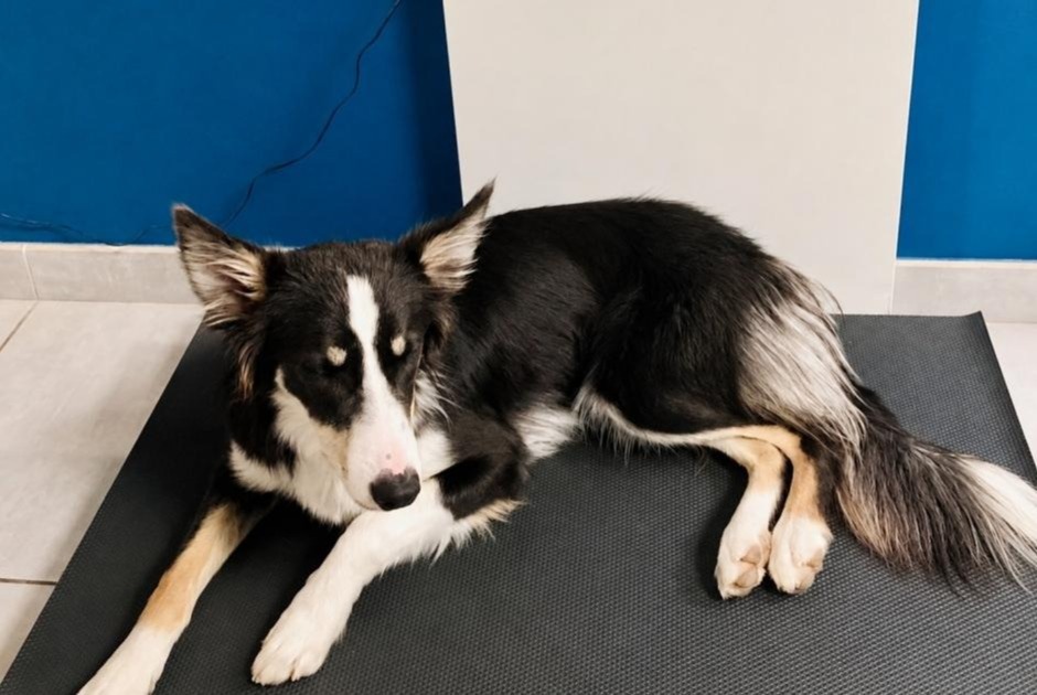 Alerte Disparition Chien  Femelle , 1 ans Nantes France